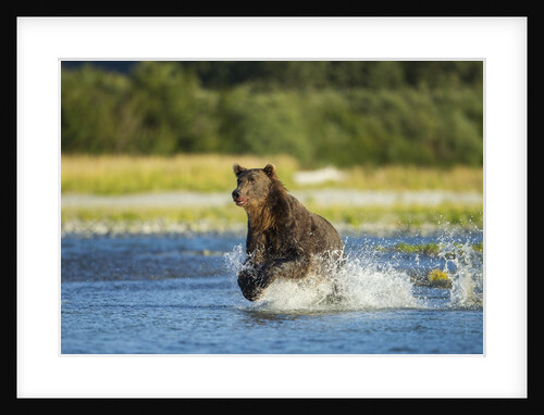 Brown Bear, Katmai National Park, Alaska by Anonymous