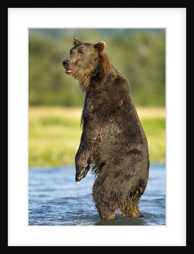 Brown Bear, Katmai National Park, Alaska by Anonymous