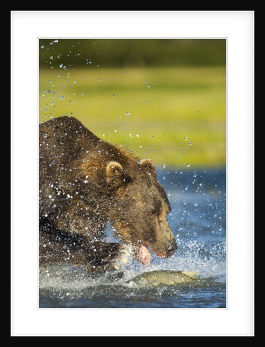 Brown Bear, Katmai National Park, Alaska by Anonymous