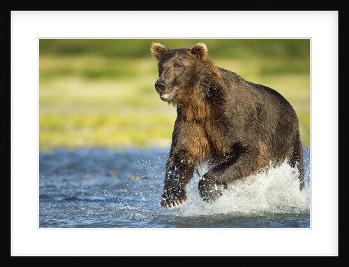 Brown Bear, Katmai National Park, Alaska by Anonymous