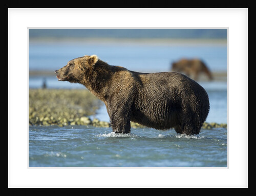 Brown Bear, Katmai National Park, Alaska by Anonymous
