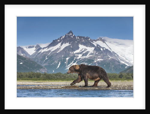 Brown Bear, Katmai National Park, Alaska by Anonymous