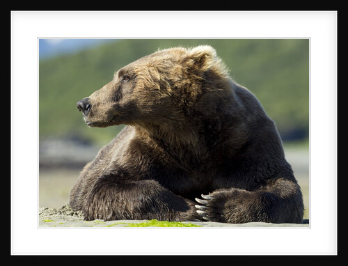 Brown Bear, Katmai National Park, Alaska by Anonymous