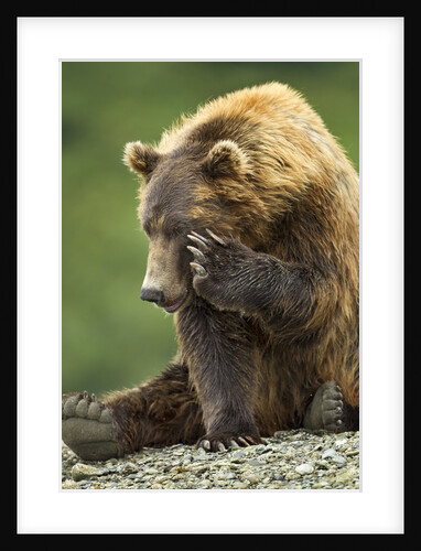 Brown Bear, Katmai National Park, Alaska by Anonymous