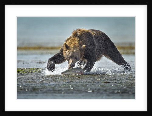 Brown Bear and Salmon, Katmai National Park, Alaska by Anonymous