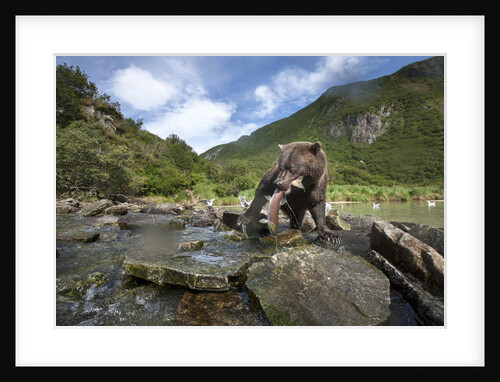 Brown Bear and Salmon, Katmai National Park, Alaska by Anonymous