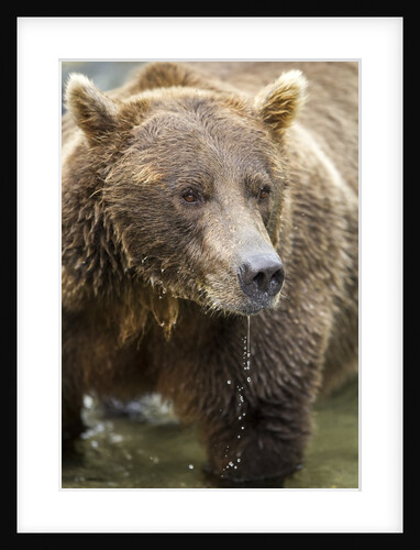 Brown Bear, Katmai National Park, Alaska by Anonymous
