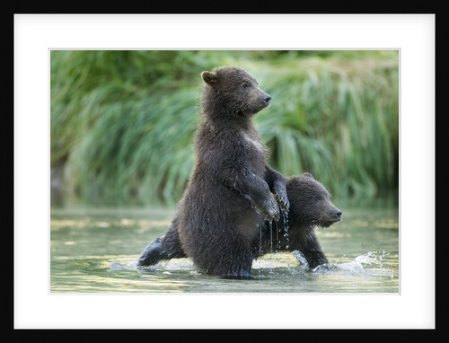Brown Bear Cubs, Katmai National Park, Alaska by Anonymous