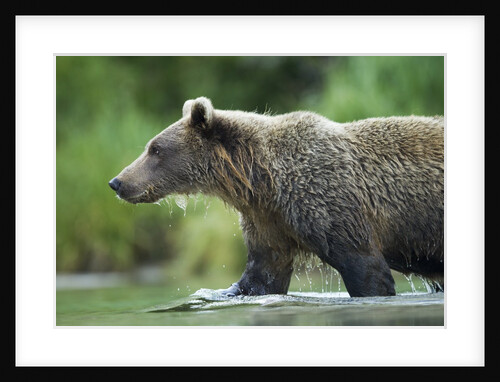 Brown Bear, Katmai National Park, Alaska by Anonymous