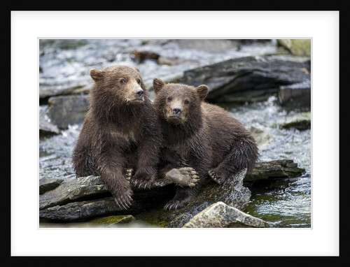 Brown Bear Cubs, Katmai National Park, Alaska by Anonymous