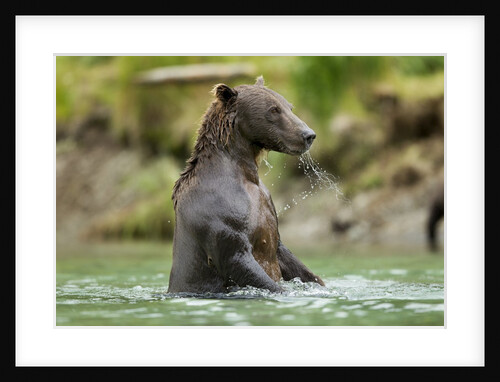 Brown Bear, Katmai National Park, Alaska by Anonymous