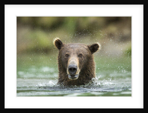 Brown Bear, Katmai National Park, Alaska by Anonymous