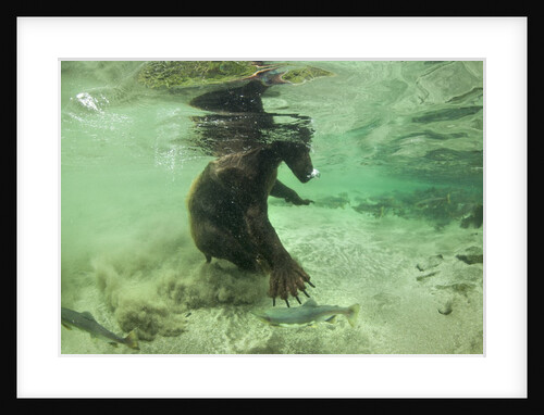 Brown Bear Fishing Underwater, Katmai National Park, Alaska by Anonymous