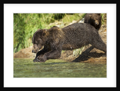 Leaping Brown Bear, Katmai National Park, Alaska by Anonymous