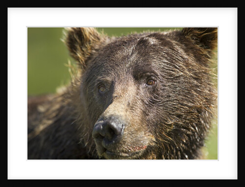 Brown Bear, Katmai National Park, Alaska by Anonymous