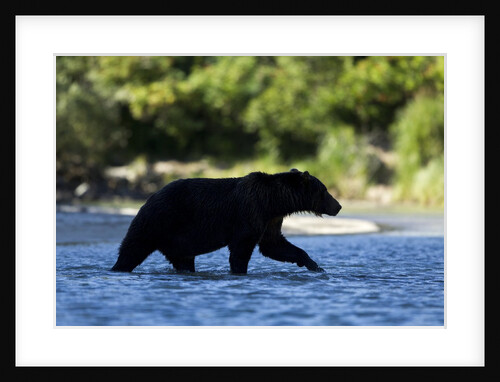 Brown Bear, Katmai National Park, Alaska by Anonymous
