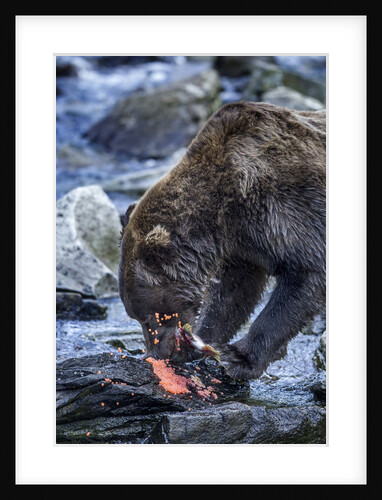 Brown Bear, Katmai National Park, Alaska by Anonymous