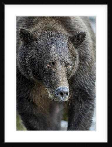 Brown Bear, Katmai National Park, Alaska by Anonymous