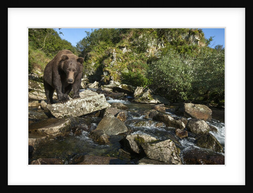 Brown Bear, Katmai National Park, Alaska by Anonymous