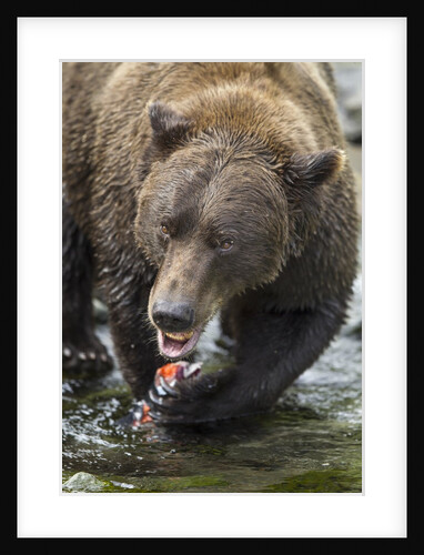 Brown Bear, Katmai National Park, Alaska by Anonymous