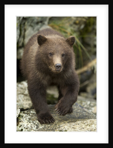 Brown Bear Cub, Katmai National Park, Alaska by Anonymous