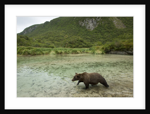 Brown Bear, Katmai National Park, Alaska by Anonymous