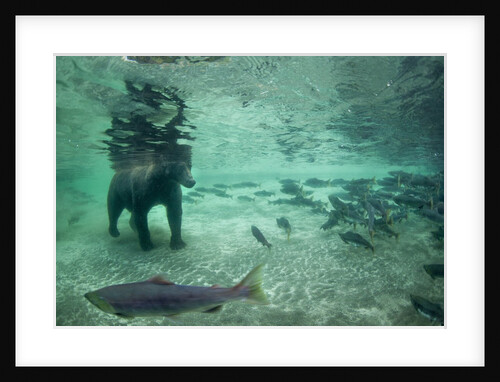 Underwater Brown Bear, Katmai National Park, Alaska by Anonymous