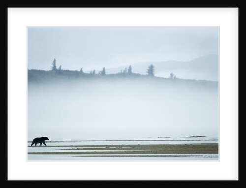Brown Bear, Katmai National Park, Alaska by Anonymous