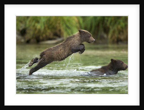 Brown Bear Cub, Katmai National Park, Alaska by Anonymous