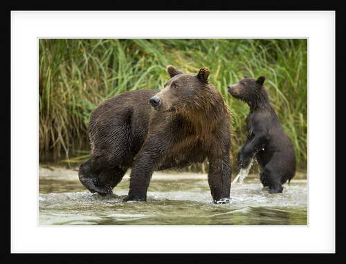Brown Bear Mother and Cub, Katmai National Park, Alaska by Anonymous