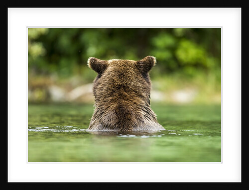 Brown Bear, Katmai National Park, Alaska by Anonymous
