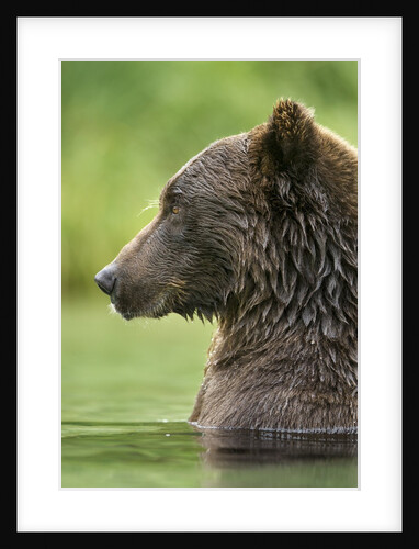 Brown Bear, Katmai National Park, Alaska by Anonymous