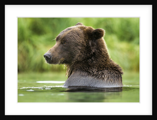 Brown Bear, Katmai National Park, Alaska by Anonymous