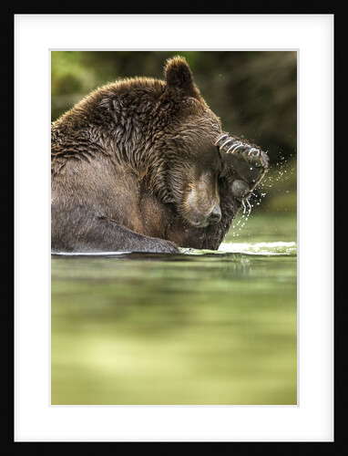 Brown Bear, Katmai National Park, Alaska by Anonymous