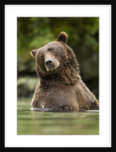 Brown Bear, Katmai National Park, Alaska by Anonymous