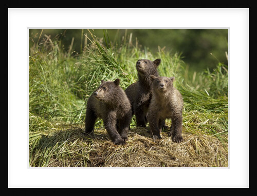 Brown Bear Cubs, Katmai National Park, Alaska by Anonymous