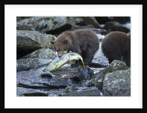 Brown Bear Cub and Huge Salmon, Katmai National Park, Alaska by Anonymous