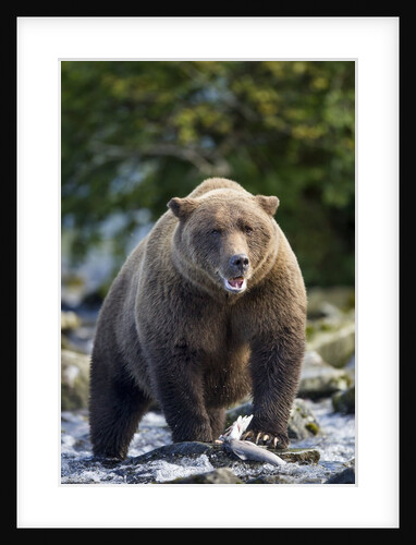 Brown Bear, Katmai National Park, Alaska by Anonymous
