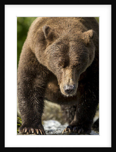 Brown Bear, Katmai National Park, Alaska by Anonymous
