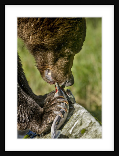 Brown Bear and Salmon, Katmai National Park, Alaska by Anonymous