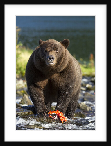 Brown Bear and Salmon, Katmai National Park, Alaska by Anonymous