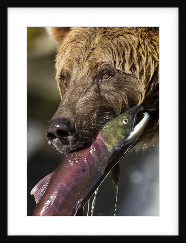 Brown Bear and Salmon, Katmai National Park, Alaska by Anonymous