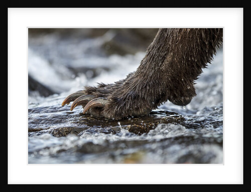 Brown Bear Claws, Katmai National Park, Alaska by Anonymous
