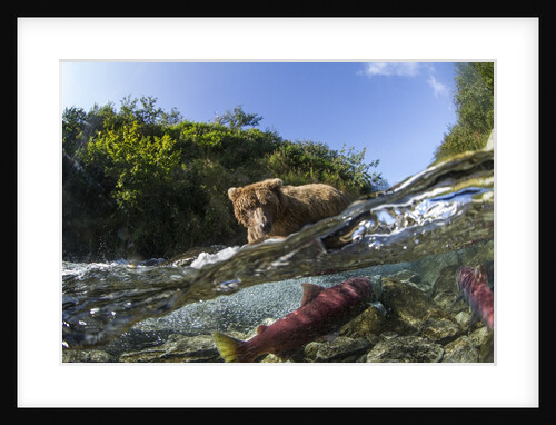 Brown Bear and Underwater Salmon, Katmai National Park, Alaska by Anonymous