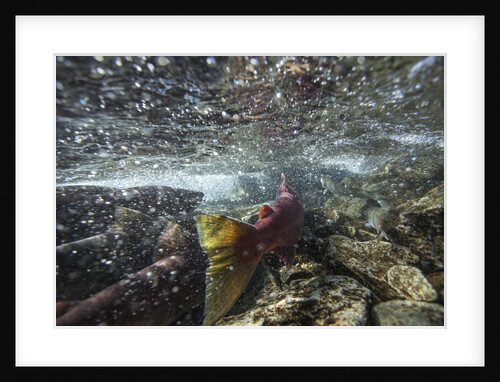 Spawning Red Salmon, Katmai National Park, Alaska by Anonymous
