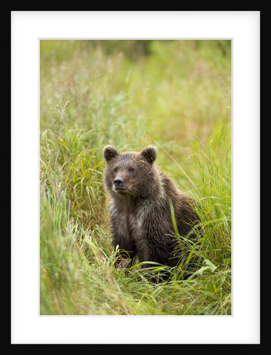 Brown Bear Cub, Katmai National Park, Alaska by Anonymous