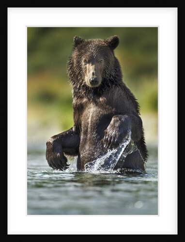 Brown Bear, Katmai National Park, Alaska by Anonymous