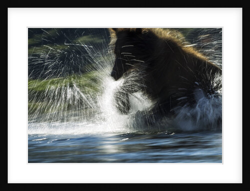Brown Bear, Katmai National Park, Alaska by Anonymous