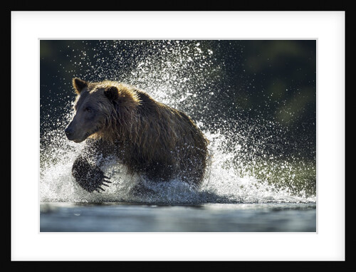 Brown Bear, Katmai National Park, Alaska by Anonymous
