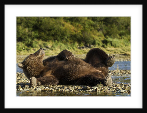 Resting Brown Bear, Katmai National Park, Alaska by Anonymous